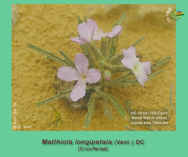 Matthiola longipetala (Vent.) DC