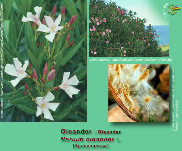 Nerium oleander L.