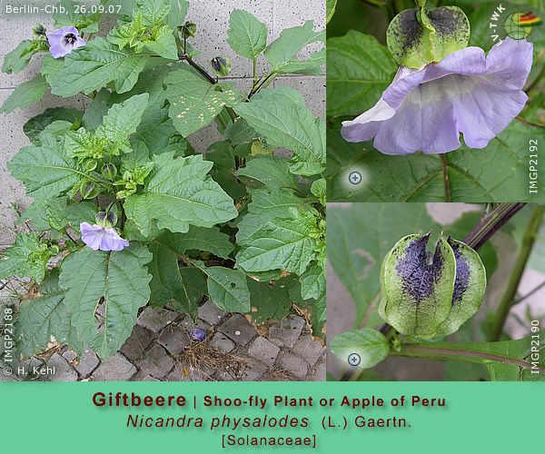 Nicandra physalodes (L.) Gaertn. (Giftbeere / Shoo-fly Plant or Apple of Peru)