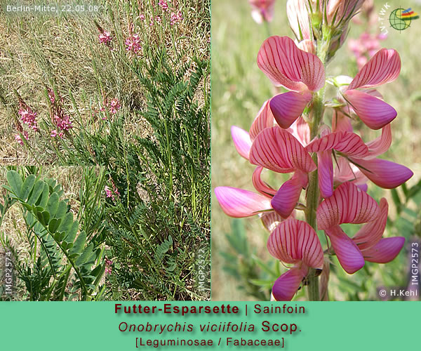 Onobrychis viciifolia Scop. (Esparsette / Sainfoin)