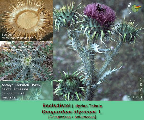 Onopordum illyricum L. [Eselsdistel / Illyrian Thistle]