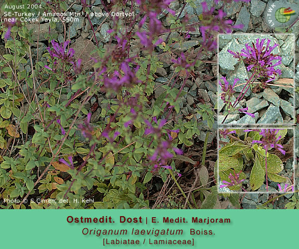 Origanum laevigatum Boiss. (Ostmedit. Dost / E. Medit. Marjoram)