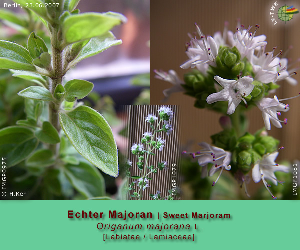 Origanum majorana L. (Echter Majoran / Sweet Marjoram)