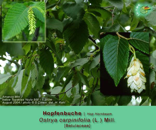 Ostrya carpinifolia  (L.) Mill. (Hopfenbuche / Hop Hornbeam)