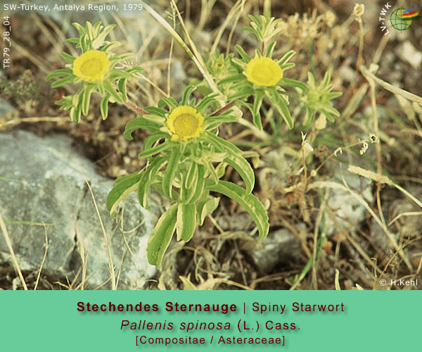 Pallenis spinosa (L.) Cass. (Stechendes Sternauge / Spiny Starwort)