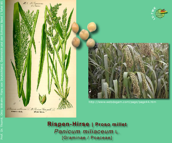 Panicum miliaceum L. (Rispenhirse / Proso millet)