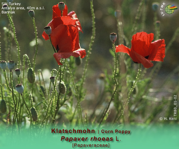 Papaver rhoeas L. [Klatschmohn / Corn Poppy]