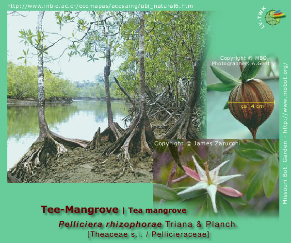 Pelliciera rhizophorae Triana &amp; Planch. (Tee-Mangrove / Tea Mangrove)