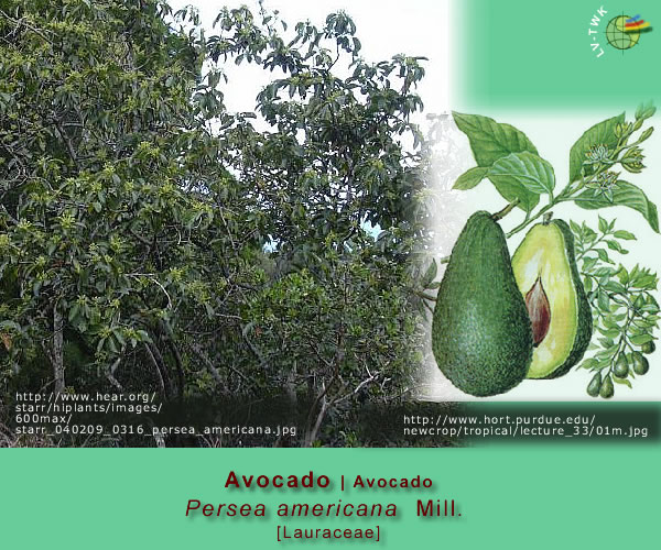 Persea americana Mill.  (Avocado)