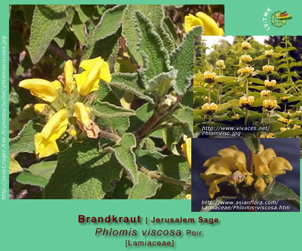 Phlomis viscosa Poir. (Brandkraut / Jerusalem Stage)