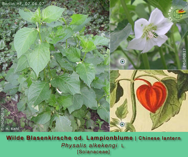 Physalis alkekengi L. (Wilde Blasenkirsche, Lampionblume, Judenkirsche / Chinese Lantern)