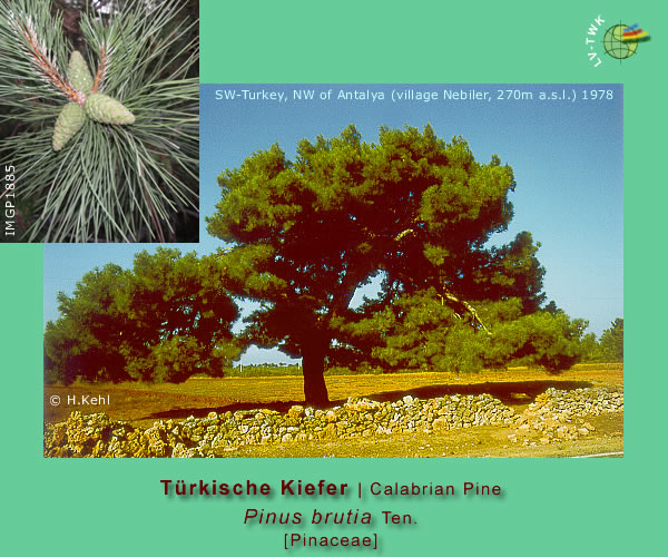 Pinus brutia Ten.