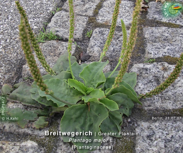 Plantago major L. ( Breitwegerich / Greater Plantain)