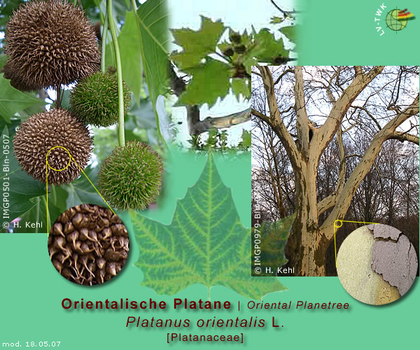 Platanus orientalis L. (Orientalische Platane / Oriental Planetree)