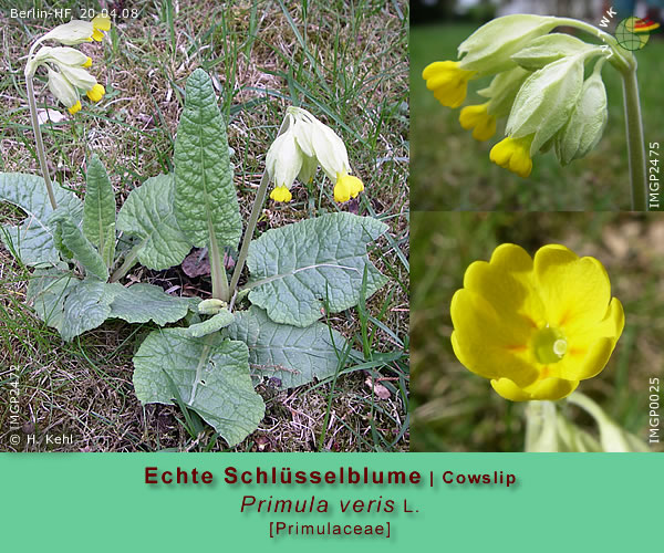 Primula veris L. (Echte Schlüsselblume / Cowslip)