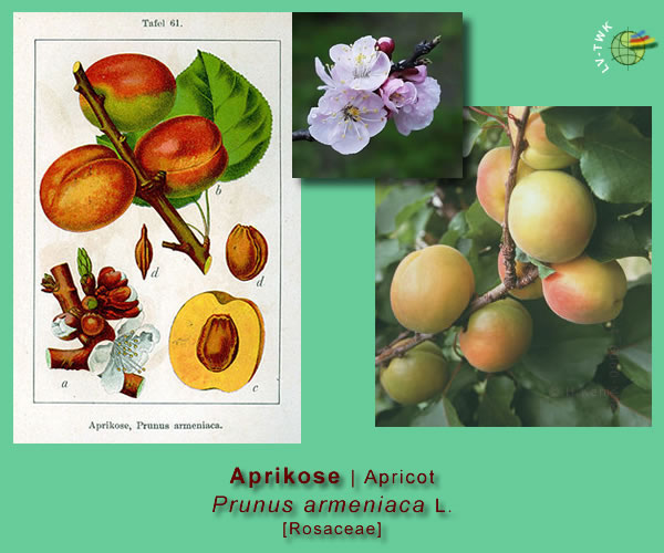 Prunus armeniaca L.  (Aprikose)