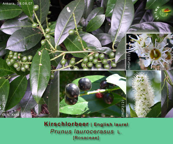 Prunus laurocerasus L. (Kirschlorbeer / English laurel)