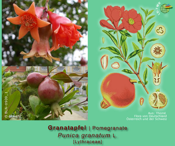 Punica granatum L.