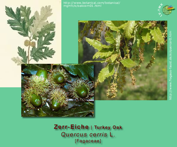 Quercus cerris L. (Zerreiche / Tuerkey Oak)