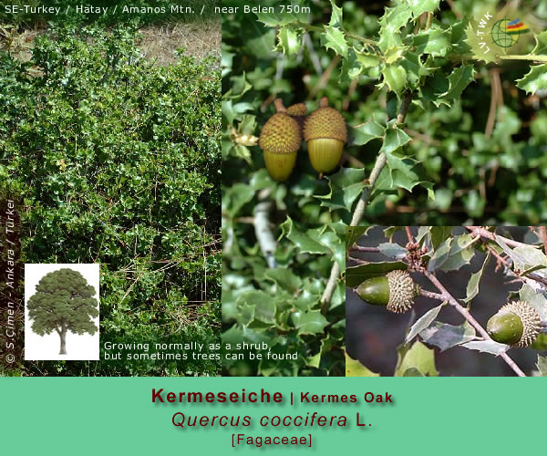 Quercus coccifera L. (Kermeseiche / Kermes Oak)
