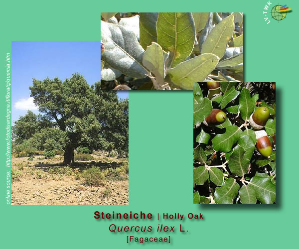 Quercus ilex L. (Steineiche / Holly Oak)