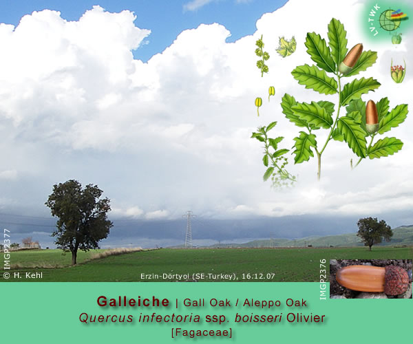 Quercus infectoria ssp. boisseri Olivier (Galleiche / Gall Oak - Aleppo Oak)