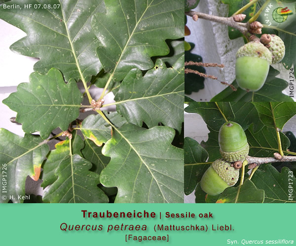 Quercus petraea (Mattuschka) Liebl. (Traubeneiche / Sessile oak)