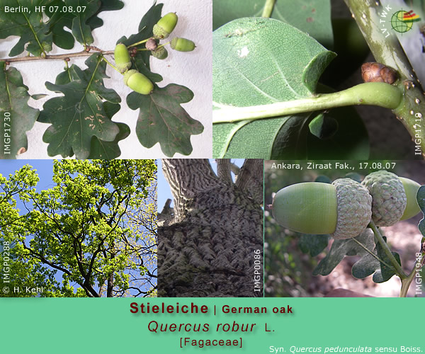 Quercus robur L. (Stieleiche / German oak)