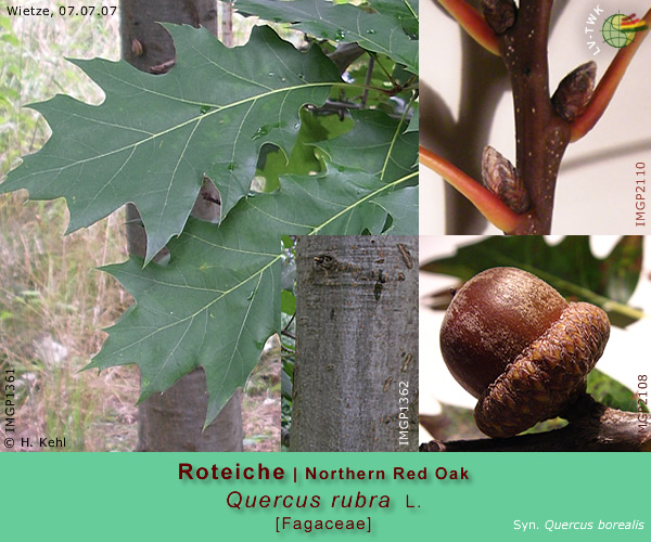 Quercus rubra L. (Roteiche / Northern Red Oak)