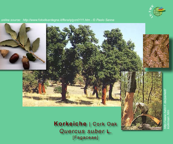 Quercus suber L. (Korkeiche / Cork Oak)