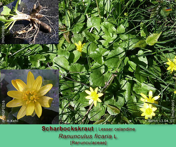 Ranunculus ficaria L. (Scharbockskraut / Lesser celandine)