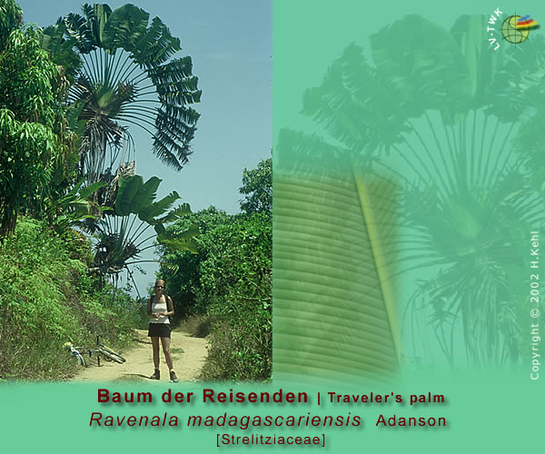 Ravenala madagascariensis Adanson (Baum der Reisenden / Traveler's palm)