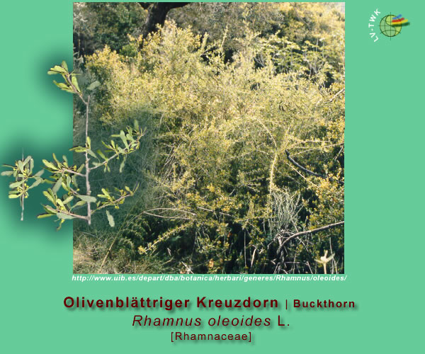 Rhamnus oleoides L. (Olivenblättriger Kreuzdorn / Buckthorn)