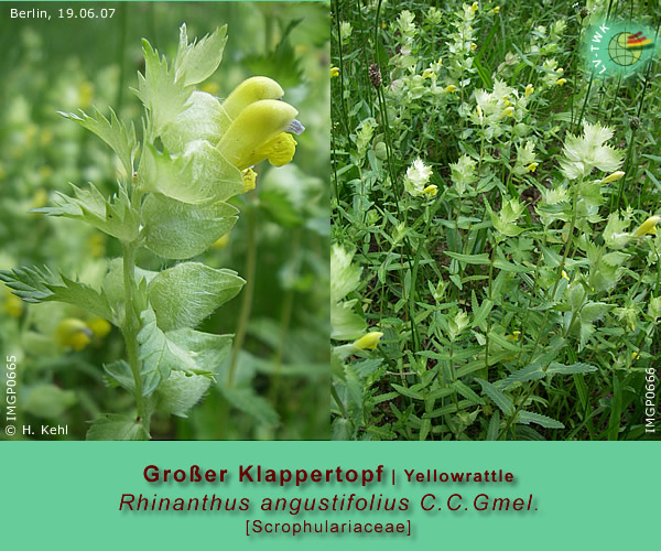 Rhinanthus angustifolius C.C.Gmel. (Grosser Klapperkopf / Yellowrattle)