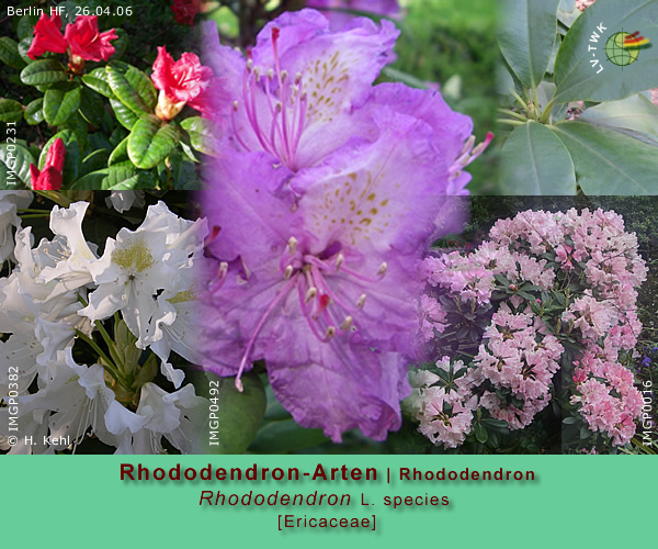 Rhododendron