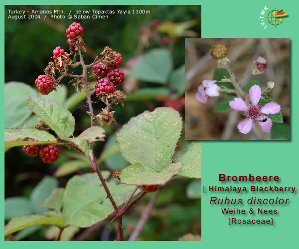 Rubus discolor Weihe & Nees (Brombeere / Himalaya Blackberry)