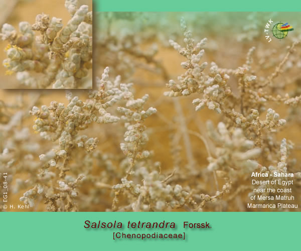 Salsola tetrandra Forssk.