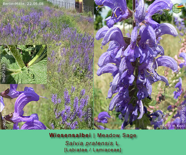 Salvia pratensis L. (Wiesensalbei / Meadow Sage)