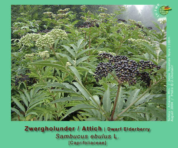 Sambucus ebulus L. (Attich / Dwarf Elderberry)