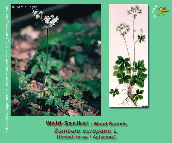 Sanicula europaea L. (Wald-Sanikel / Wood Sanicle)
