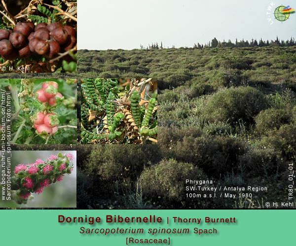 Sarcopoterium spinosum Spach (Dornige Bibernelle / Thorny Burnett)