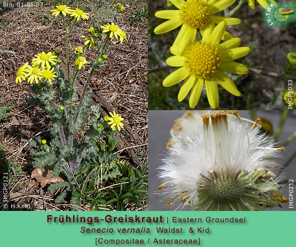 Senecio vernalis L. (Frühlings-Greiskraut / Eastern Groundsel)