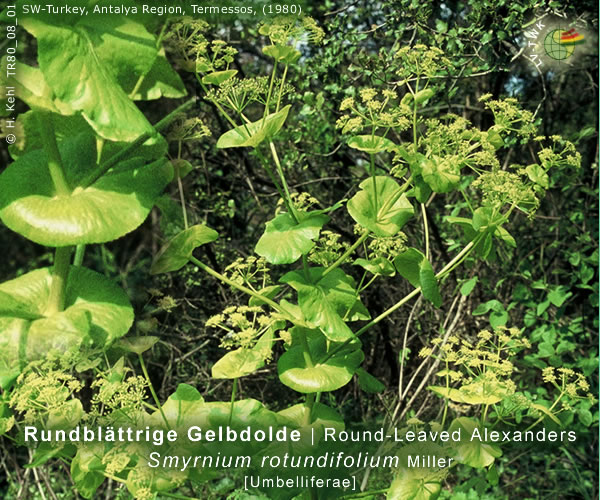 Smyrnium rotundifolium Miller (Rundblättrige Gelbdolde / Round-Leaved Alexanders)