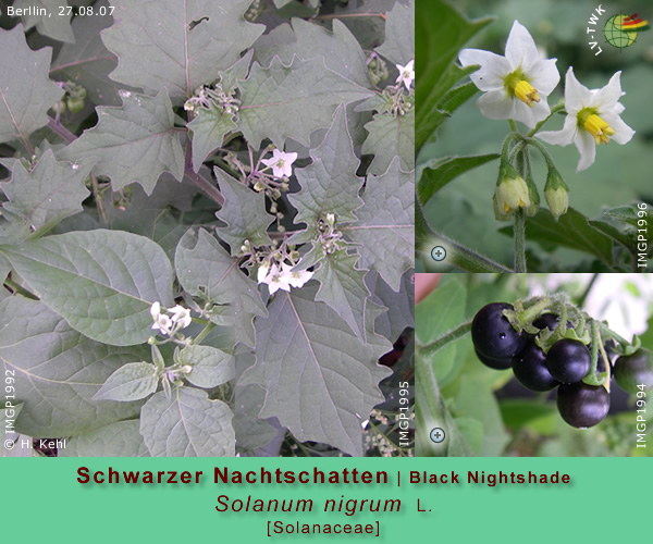 Solanum nigrum L. (Schwarzer Nachtschatten / Black Nightshade)