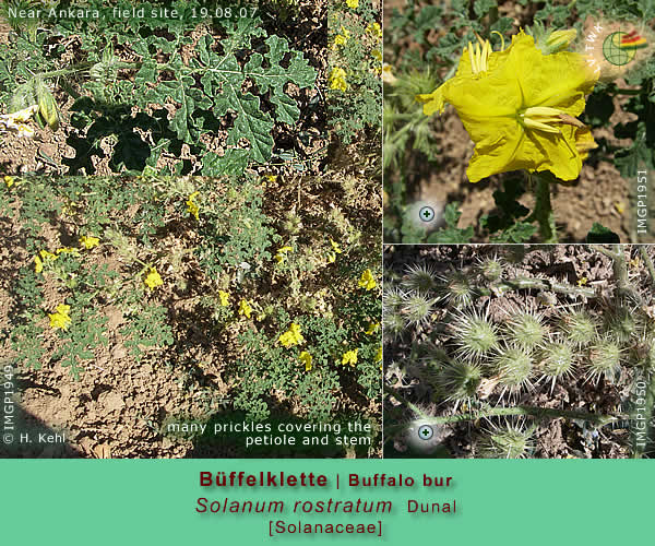 Solanum rostratum Dunal (Büffelklette / Buffalo bur)