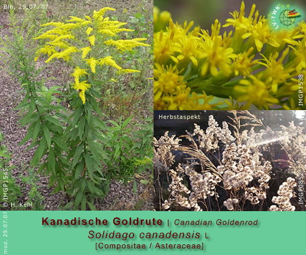 Solidago canadensis L. [Kanadische Goldrute / Canadian Goldenrod]