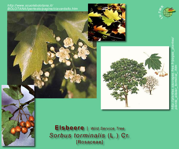 Sorbus torminalis (L.) Cr. (Elsbeere / Wild Service Tree)