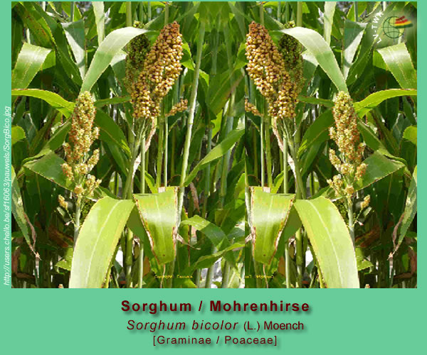 Sorghum bicolor /  Mohrenhirse