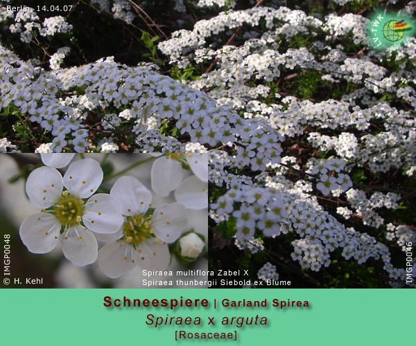 Spiraea x arguta (Schneespiere / Garland spirea)