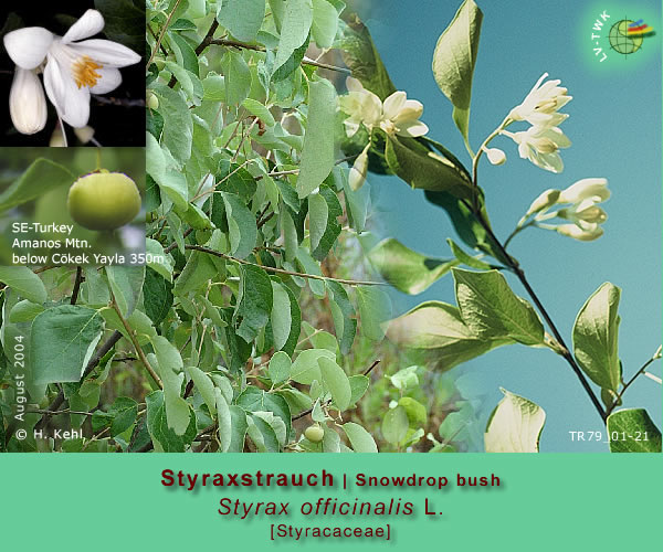 Styrax officinalis L. (Styraxstrauch / Snowdrop Bush)